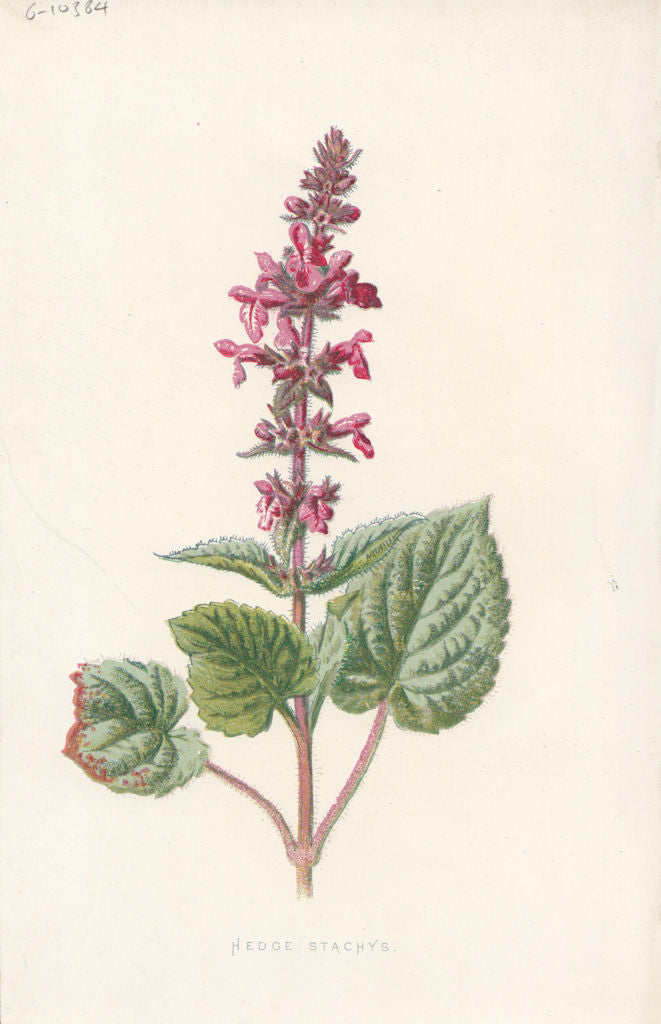 FLOWERS. Hedge Stachys c1895 old antique vintage print picture
